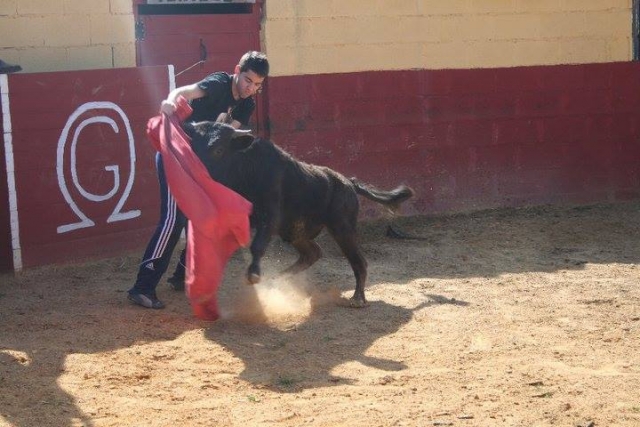  Corrida avec la génisse 